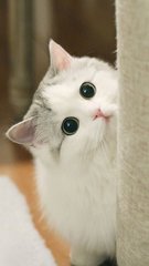 小狐狸钱包app