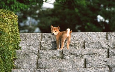 usdt钱包苹果版官方下载